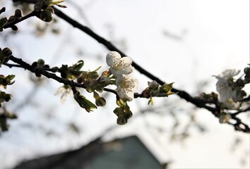 Cherry blossom in the spring garden