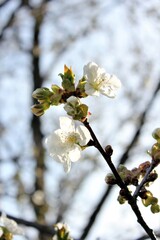 Cherry blossom in the spring garden