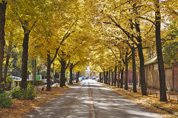 Route du cimetière à l'automne
