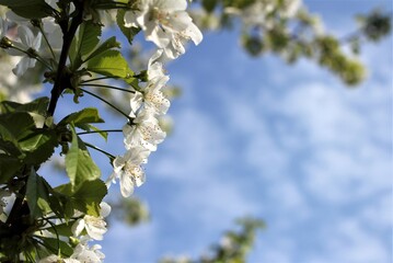 White flowers on the branches of a cherry tree in the spring sun
