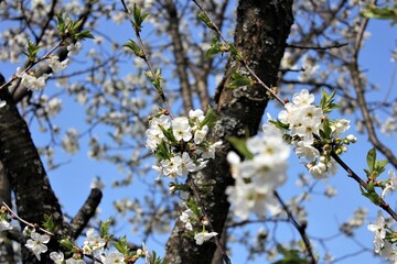 Flowering branches of a cherry tree on the plot of land
