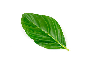 Fototapeta na wymiar Noni or Morinda Citrifolia green leaf isolated on white background. Noni leaves are high nutrients and antioxidants.