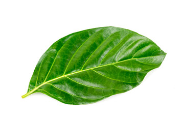 Fototapeta na wymiar Noni or Morinda Citrifolia green leaf isolated on white background. Noni leaves are high nutrients and antioxidants.
