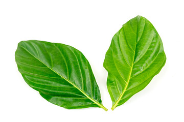 Obraz premium Noni or Morinda Citrifolia green leaf isolated on white background. Noni leaves are high nutrients and antioxidants.