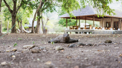 a very old and skinny Komodo dragon on the ground in the village of Komodo Island, Indonesia