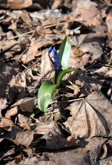 The first snowdrops grow through last year's foliage in the spring forest