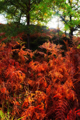 Apremont gorges in autumn season