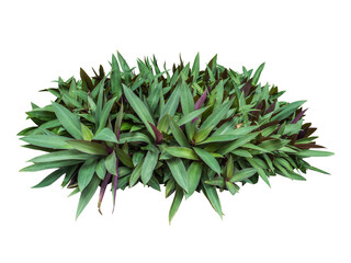  plant bush tree isolated include clipping path on white background