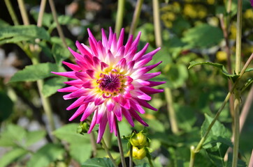 Obraz premium Beautiful pink dahlia. Dahlia cactus. Garden flower. Bright summer photography of garden flowers. 