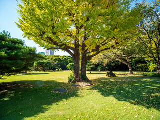 秋晴れの青空広がる東京の浜離宮庭園の風景　10月