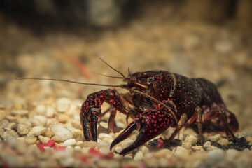 crayfish underwater