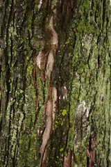 bark texture