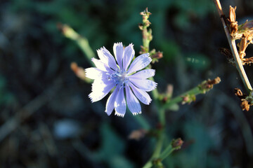 Fiorellino con petali dentellati