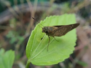 mouth on a leaf