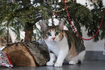 Un chat sous le sapin