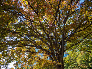 色づき始めた浜離宮恩賜庭園の木々　10月