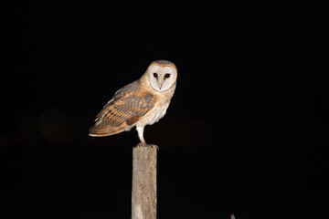 Barm owl in the night