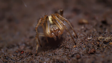 unique and beautiful small insects in the rice fields of Malang area in Indonesia