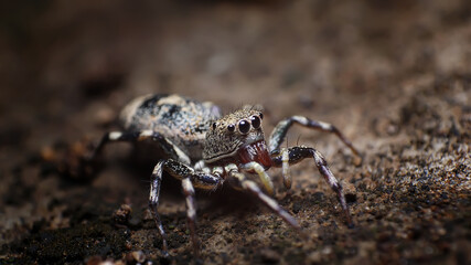 unique and beautiful small insects in the rice fields of Malang area in Indonesia