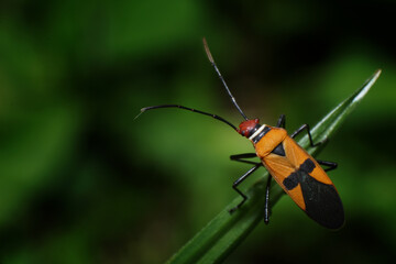 unique and beautiful small insects in the rice fields of Malang area in Indonesia