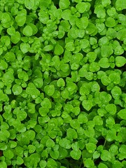 clover background