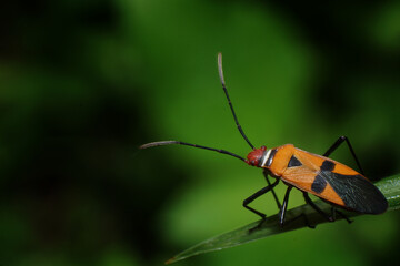 unique and beautiful small insects in the rice fields of Malang area in Indonesia
