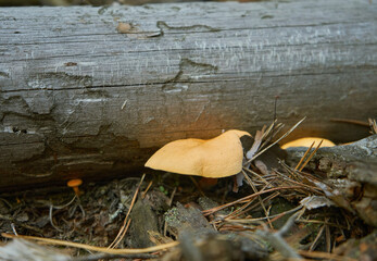 mushroom on a tree