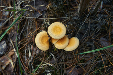 mushroom in the forest