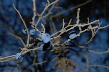 
Blackthorn berries on a bush without leaves