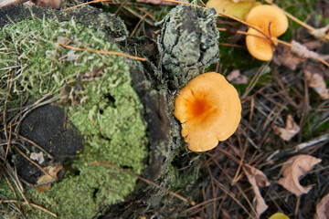 mushrooms in the forest on the tree stump