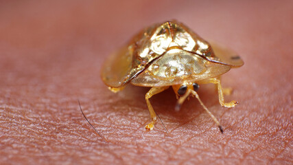 unique and beautiful small insects in the rice fields of Malang area in Indonesia