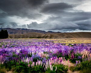 Les lupins de Tekapo