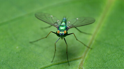 unique and beautiful small insects in the rice fields of Malang area in Indonesia