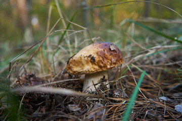 Porcini mushroom in the forest among spruce needles