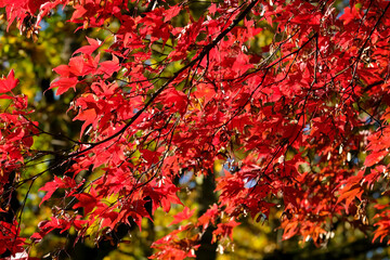 Acer palmatum autumn foliage commonly known as Japanese maple in geneva, Switzerland