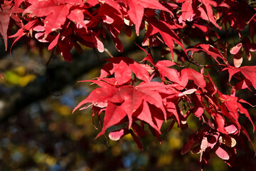 Acer palmatum autumn foliage commonly known as Japanese maple in geneva, Switzerland