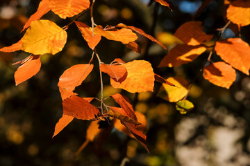 autumn foliage of Fagus sylvatica in geneva, Switzerland