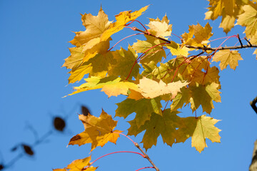 autumn foliage of Acer saccharum, the sugar maple or rock maple in geneva, Switzerland