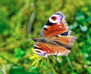 Colorful butterfly