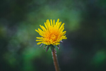 Dandelion isolated on green background