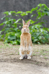 European rabbit, standing up on two legs.