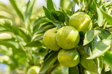 satsuma orange fruit that began to ripe, on the branch