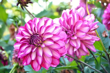 Large variegated dahlia flowers. Pink-white flowers of garden flowers. Bright petals. Summer photography.