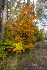 Bunte färben im Herbstwald