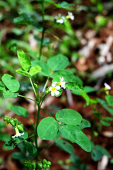 ciksweeds flower with blur background