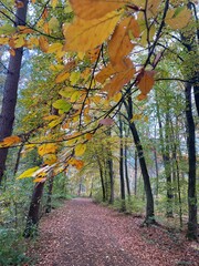 Herbstwald