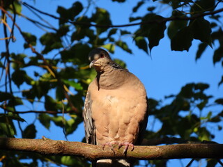 樹上で日向ぼっこする鳩
