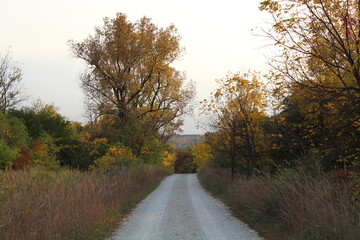 road in autumn forest