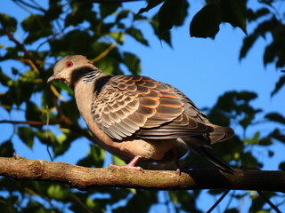 木の上で休憩していた一羽の鳩