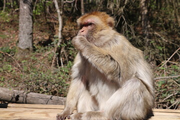 La montagne des singes